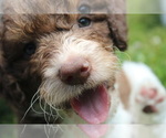 Small Photo #6 F2 Aussiedoodle Puppy For Sale in KINSTON, NC, USA