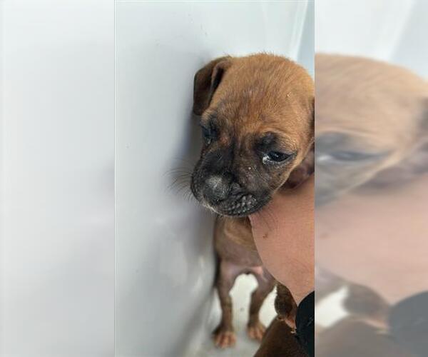 Medium Photo #1 Boxer-Unknown Mix Puppy For Sale in Houston, TX, USA
