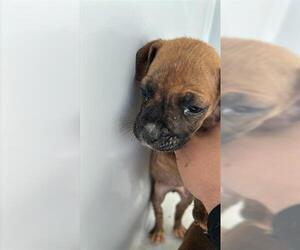 Boxer-Unknown Mix Dogs for adoption in Houston, TX, USA