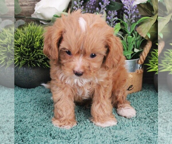 Medium Photo #11 Cavapoo (Miniature) Puppy For Sale in CARLISLE, KY, USA