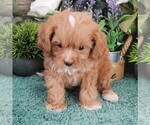 Small Photo #11 Cavapoo (Miniature) Puppy For Sale in CARLISLE, KY, USA