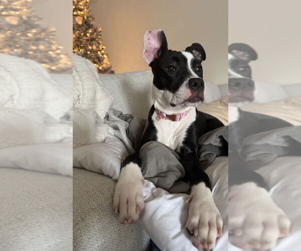 Medium Photo #2 Mutt Puppy For Sale in Raleigh, NC, USA