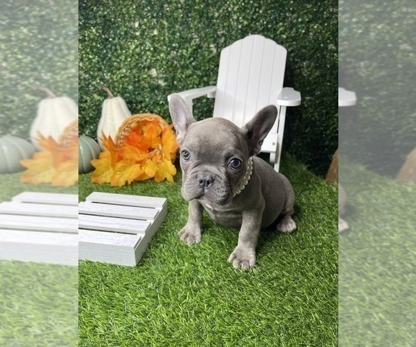 Medium Photo #18 French Bulldog Puppy For Sale in LOS ANGELES, CA, USA