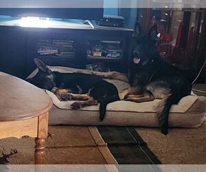 Father of the German Shepherd Dog puppies born on 12/23/2025