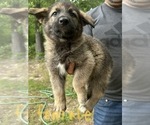 Small Photo #5 German Shepherd Dog Puppy For Sale in SPARTANBURG, SC, USA
