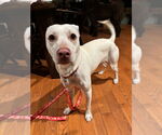 Small #11 Mutt