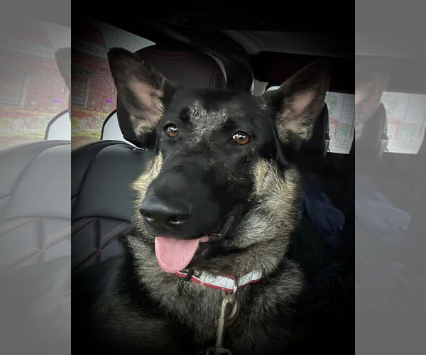 Medium Photo #6 German Shepherd Dog Puppy For Sale in Sandy, UT, USA