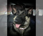 Small #5 German Shepherd Dog