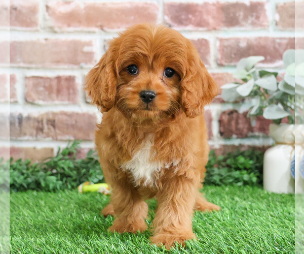 Medium Photo #6 Cavapoo (Miniature) Puppy For Sale in SYRACUSE, IN, USA