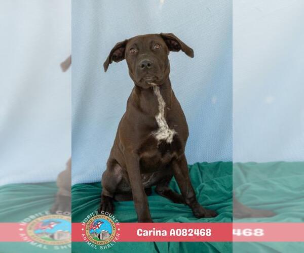 Medium Photo #1 Labrador Retriever-Unknown Mix Puppy For Sale in Mobile, AL, USA