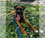 Small #1 Boxer Mix