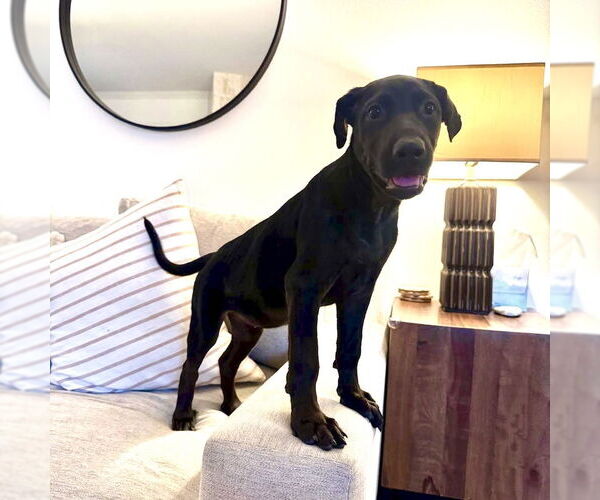 Medium Photo #10 Labrador Retriever-Unknown Mix Puppy For Sale in San Juan Capistrano, CA, USA