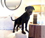 Small #9 Labrador Retriever Mix
