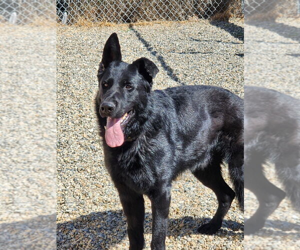 Medium Photo #1 German Shepherd Dog Puppy For Sale in Emmett, ID, USA