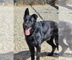Small German Shepherd Dog