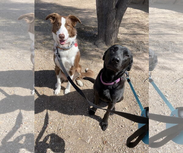 Medium Photo #2 Mutt Puppy For Sale in Chandler, AZ, USA