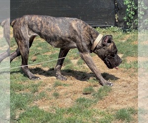 Mother of the Cane Corso puppies born on 09/28/2026