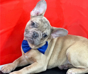 French Bulldog Puppy for sale in MIRAMAR, FL, USA