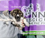 Small #4 Boxer Mix