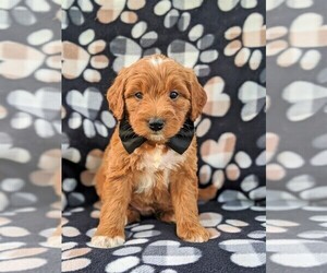 Goldendoodle-Poodle (Miniature) Mix Puppy for sale in GLEN ROCK, PA, USA