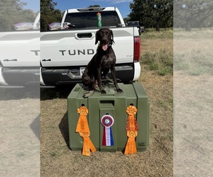 Mother of the German Shorthaired Pointer puppies born on 09/02/2026