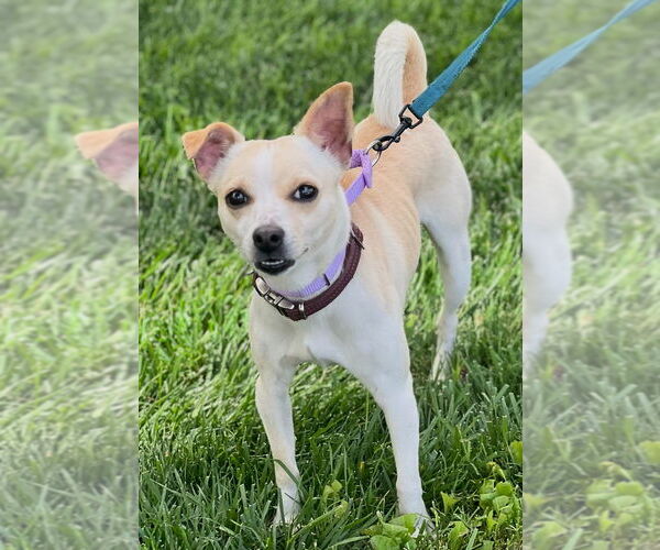 Medium Photo #4 Chihuahua-Unknown Mix Puppy For Sale in Dana Point, CA, USA