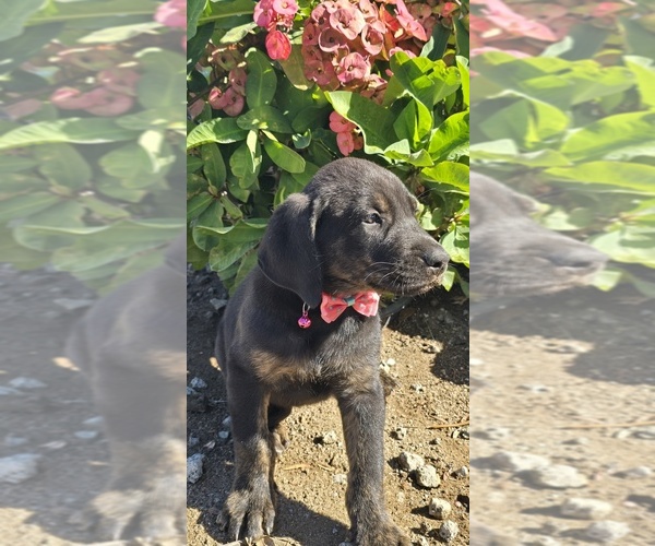 Medium Photo #3 Cane Corso-Doberman Pinscher Mix Puppy For Sale in HOMELAND, CA, USA