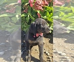 Puppy Dutchess Cane Corso-Doberman Pinscher Mix