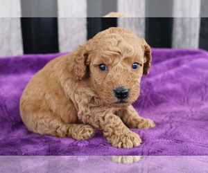 Goldendoodle (Miniature) Puppy for sale in BLOOMINGTON, IN, USA