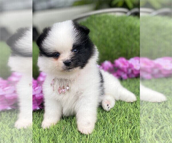 Medium Photo #3 Pomeranian Puppy For Sale in DALLAS, TX, USA