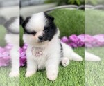 Small #2 Pomeranian