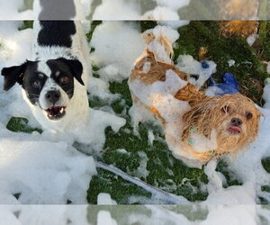 Snaggle - Male Rat Terrier-Unknown Mix Dog for Adoption - Photo #4