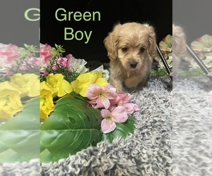 Cocker Spaniel Puppy for Sale in HOSFORD, Florida USA