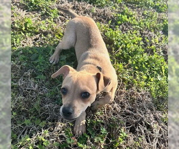 Medium Photo #2 Chihuahua-Unknown Mix Puppy For Sale in HOUSTON, TX, USA