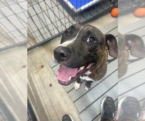 Boxer-Unknown Mix Dogs for adoption in Foristell, MO, USA