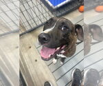 Small Boxer Mix
