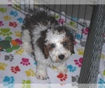Small Photo #3 Poochon Puppy For Sale in ORO VALLEY, AZ, USA