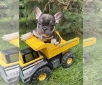 Small French Bulldog