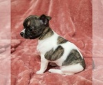 Small #3 Chihuahua