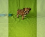 Small Photo #9 Yorkshire Terrier Puppy For Sale in LAPEER, MI, USA