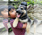 Small Photo #3 German Shepherd Dog-Siberian Husky Mix Puppy For Sale in LANSING, MI, USA