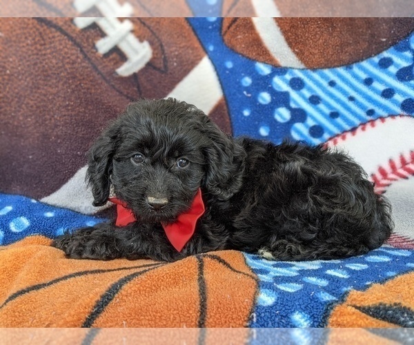 Medium Photo #2 Cocker Spaniel-Poodle (Miniature) Mix Puppy For Sale in NOTTINGHAM, PA, USA