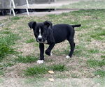 Small #11 American Staffordshire Terrier Mix