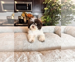 Cavapoo Puppy for sale in GREENWOOD, IN, USA