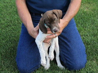 German Shorthaired Pointer Puppy for sale in MORGANTOWN, WV, USA