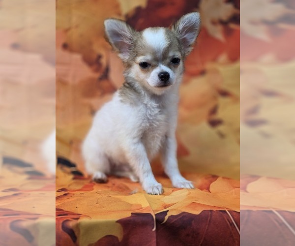 Medium Photo #2 Chihuahua Puppy For Sale in HOMERVILLE, GA, USA