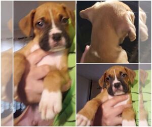 Boxer Puppy for sale in ALLENTOWN, PA, USA