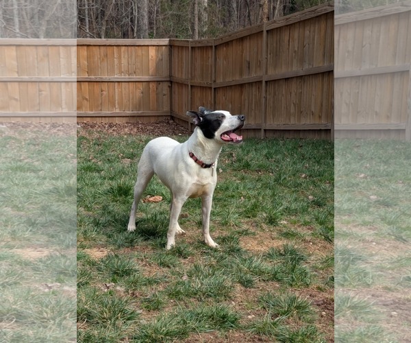 Medium Photo #13 Mutt Puppy For Sale in Holly Springs, NC, USA
