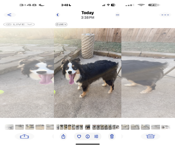 Medium Photo #1 Australian Shepherd Puppy For Sale in Dallas, TX, USA