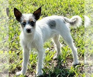 Jack Russell Terrier Dogs for adoption in Great Bend, KS, USA